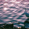 Last egret