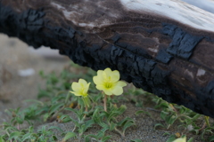 浜辺に咲く黄色い花