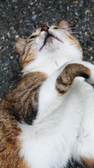 相島の猫ちゃん