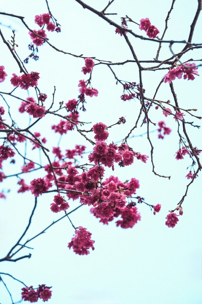 春の花