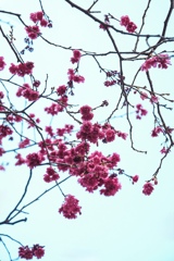 春の花