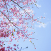 松本歯科大学の桜
