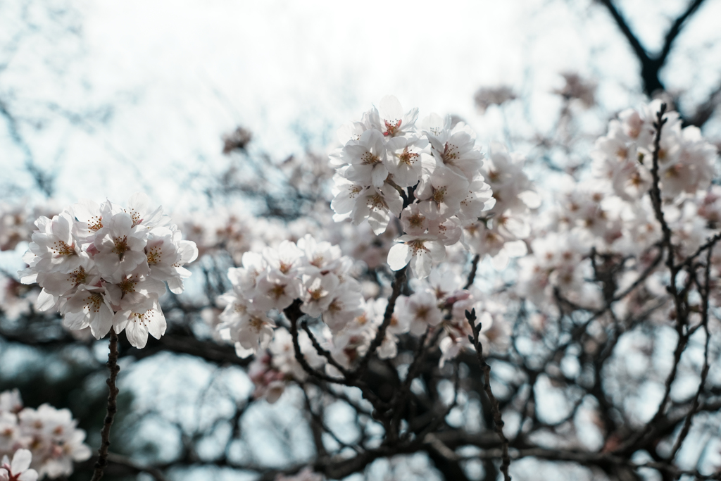 白い桜