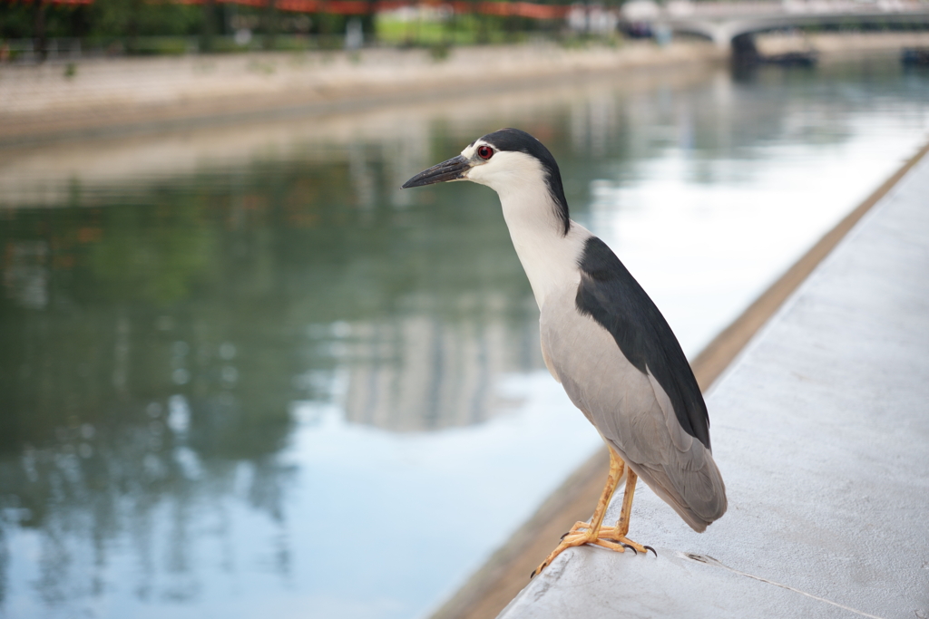夜鷺 Nycticorax nycticorax