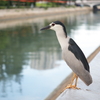 夜鷺 Nycticorax nycticorax