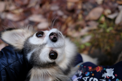 Here's looking at you, kid.*