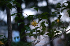 未練