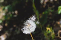 (film)untitled