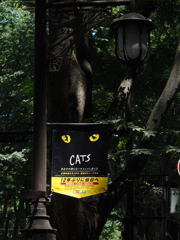 CATS