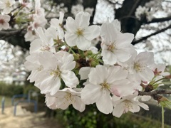SAKURA