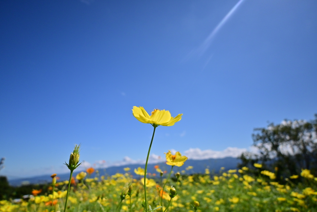 一筋の光がさす一輪の花