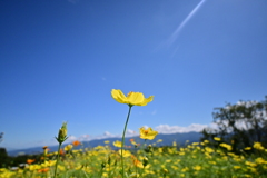 一筋の光がさす一輪の花