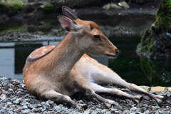シュッとしたイケ鹿