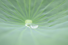 雨上がり ハスの葉