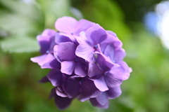 一輪の紫陽花