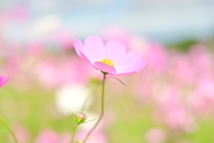 可憐に撮れたかな