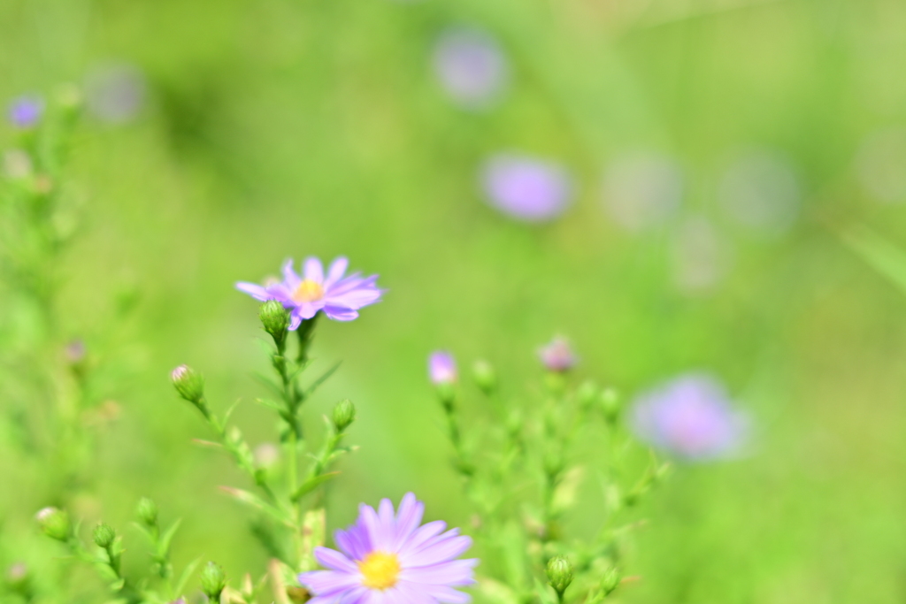 道ばたの花