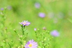 道ばたの花