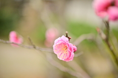 小さな春見つけた