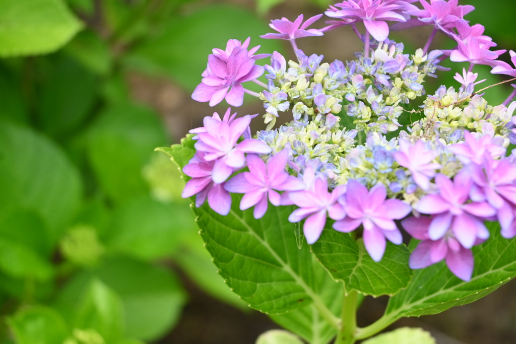 咲き始めの紫陽花