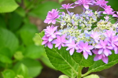 咲き始めの紫陽花