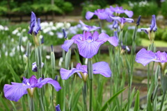 花菖蒲