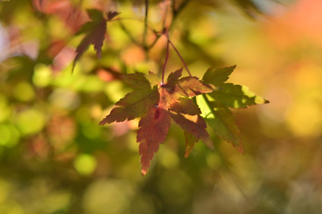 紅葉