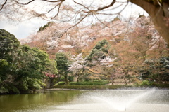日本庭園