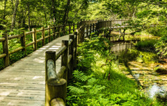 上高地散策（５）大正池〜田代橋