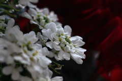 イベリス＆シクラメン（再投稿）