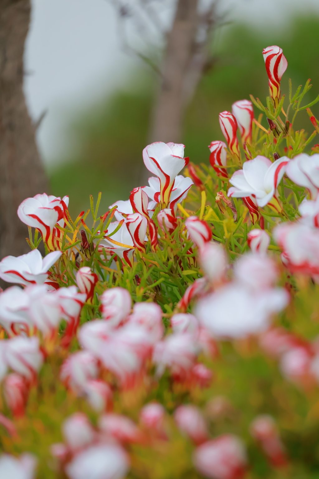 町角の花