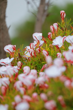 町角の花