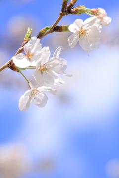 青空に桜