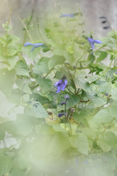 荒地に咲く花