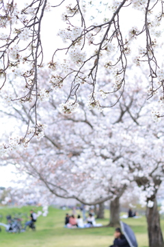 さくらの木の下で