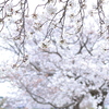 さくらの木の下で