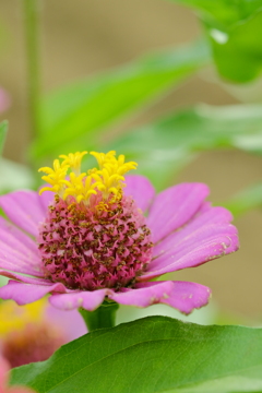 DSCF5240　夏の面影