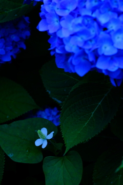 あざやかな花の下で