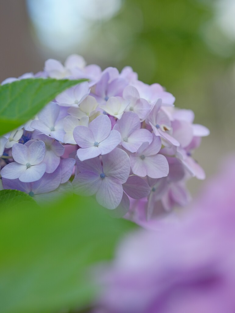花歩記