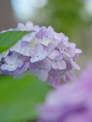 花歩記