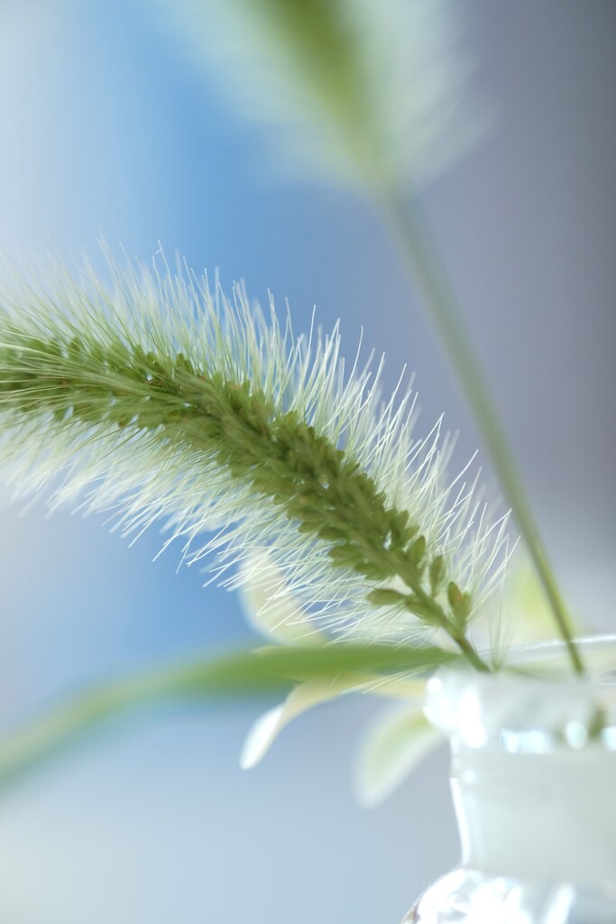 夏草