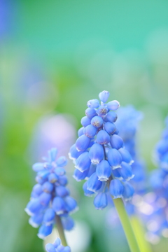 花歩記