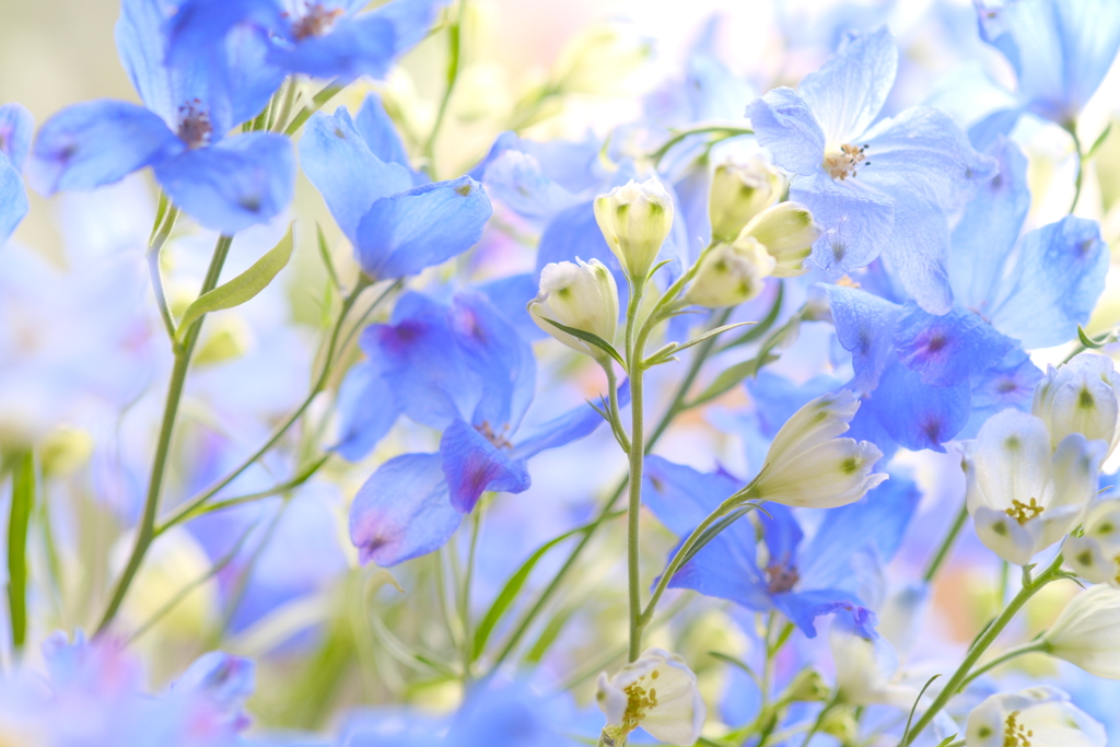 夏色
