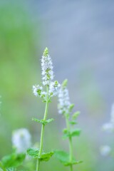 ミントの花が咲いた夏