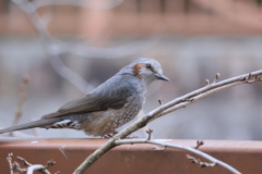 ヒヨヒヨ　まん丸おめ目