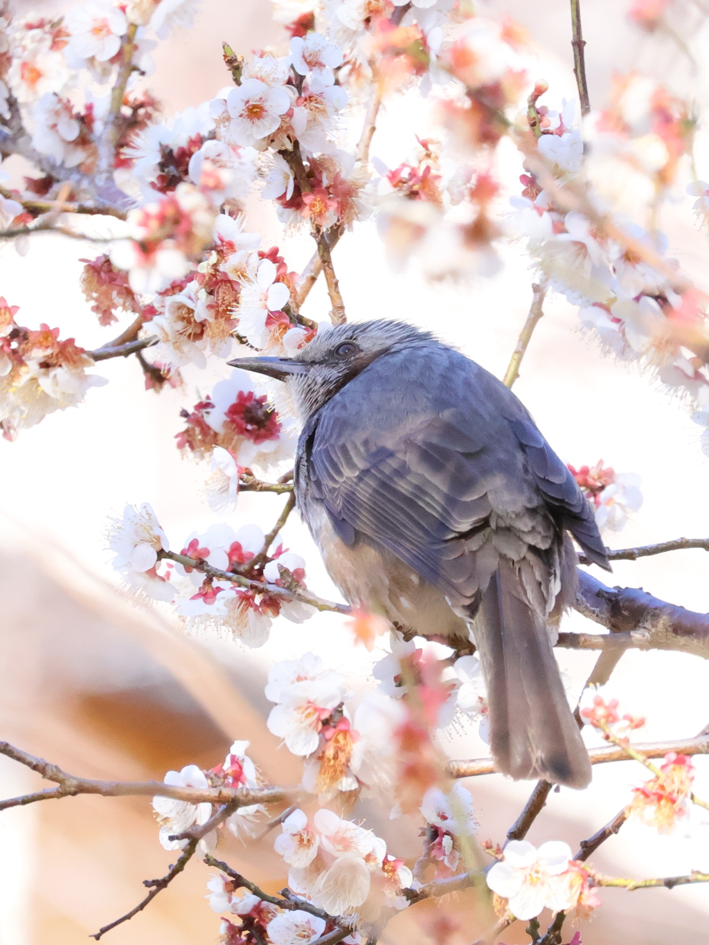 花鳥図