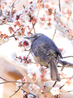 花鳥図