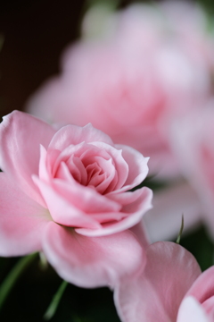 桃色の薔薇