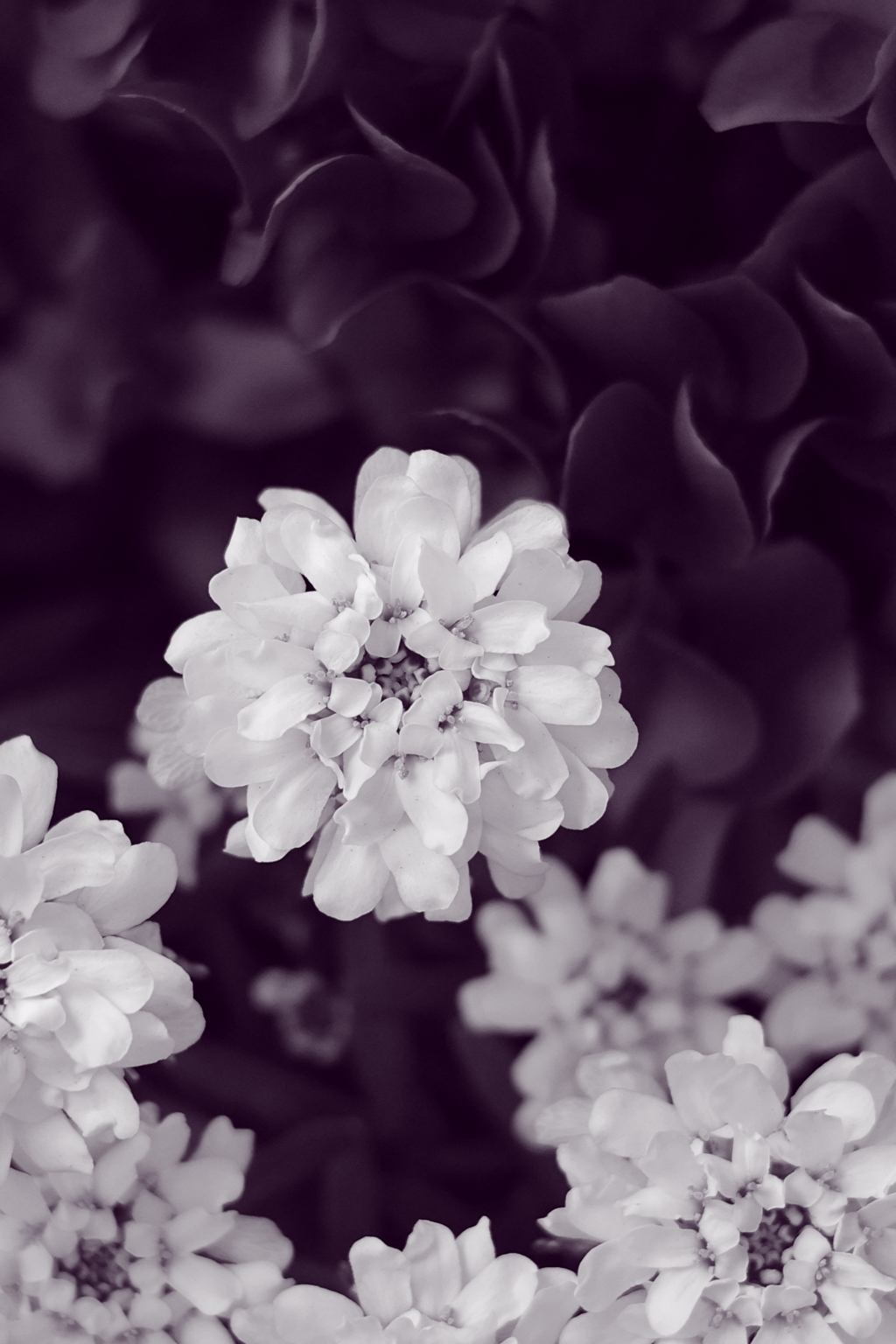 モノクロームの花