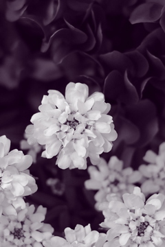 モノクロームの花